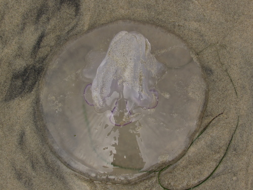 photo of Greater Moon Jelly (Aurelia labiata)