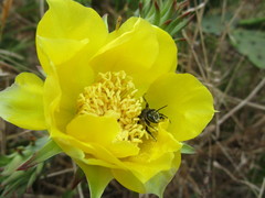 Lithurgopsis gibbosa