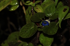 Coccocypselum geophiloides