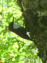 Pygarrhichas albogularis