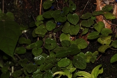 Coccocypselum geophiloides