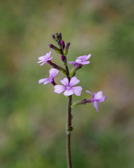 Buchnera floridana image