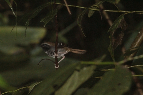 Squamate Antbird (Myrmoderus squamosus), photo 6