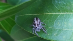 Megafreya sutrix