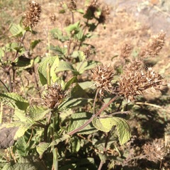 Lepechinia caulescens