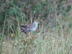 Porphyrio flavirostris