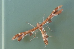 Geina periscelidactylus
