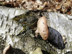 Fomitopsis betulina