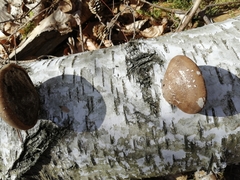 Fomitopsis betulina