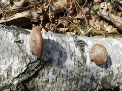 Fomitopsis betulina
