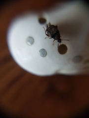 Acanthoscelides obtectus