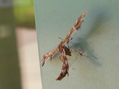 Geina periscelidactylus