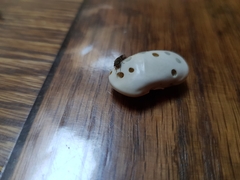 Acanthoscelides obtectus