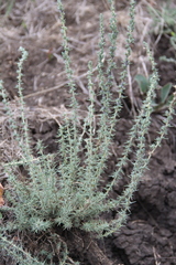 Camphorosma monspeliaca lessingii