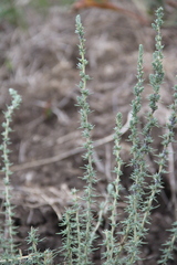 Camphorosma monspeliaca lessingii