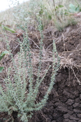 Camphorosma monspeliaca lessingii