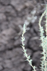 Camphorosma monspeliaca lessingii