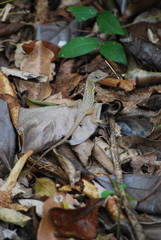 Anolis oculatus cabritensis
