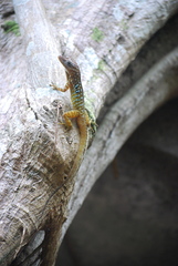 Anolis oculatus cabritensis