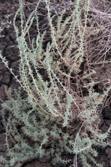 Camphorosma monspeliaca lessingii