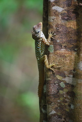 Anolis oculatus cabritensis