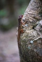 Anolis oculatus cabritensis