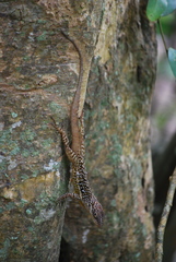 Anolis oculatus cabritensis
