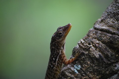 Anolis oculatus cabritensis