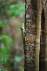 Anolis oculatus cabritensis