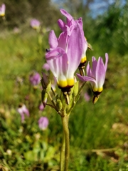 Primula clevelandii gracilis