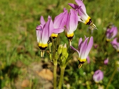 Primula clevelandii gracilis