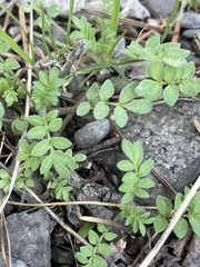 Polemonium micranthum