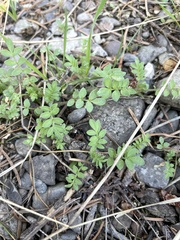 Polemonium micranthum