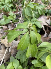 Pachysandra