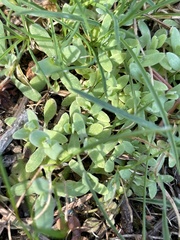Holosteum umbellatum