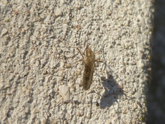 Aedes albifasciatus