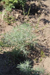 Ceratocarpus arenarius