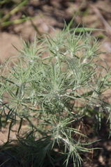 Ceratocarpus arenarius