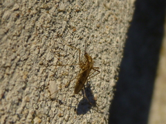 Aedes albifasciatus
