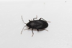 Lethaeus cribratissimus