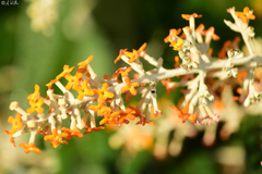 Buddleja madagascariensis