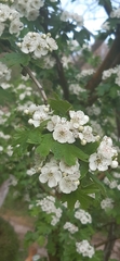 Crataegus monogyna