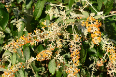 Buddleja madagascariensis