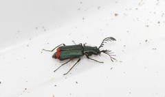 Haplomalachius flabellatus