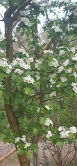 Crataegus monogyna