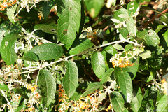 Buddleja madagascariensis