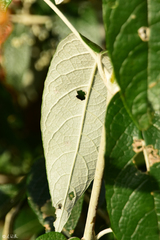 Buddleja madagascariensis