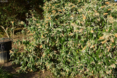 Buddleja madagascariensis