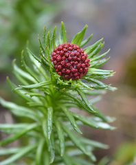 Rhodiola kirilowii