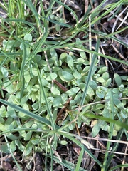 Holosteum umbellatum